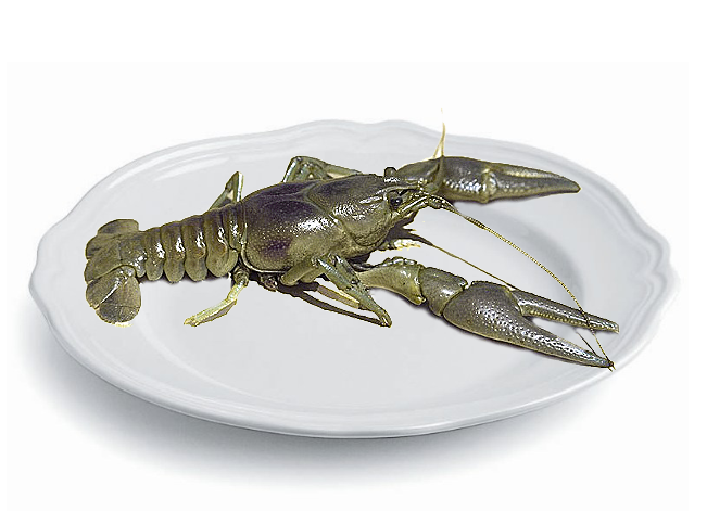 Раки Крупные Раки Крупные